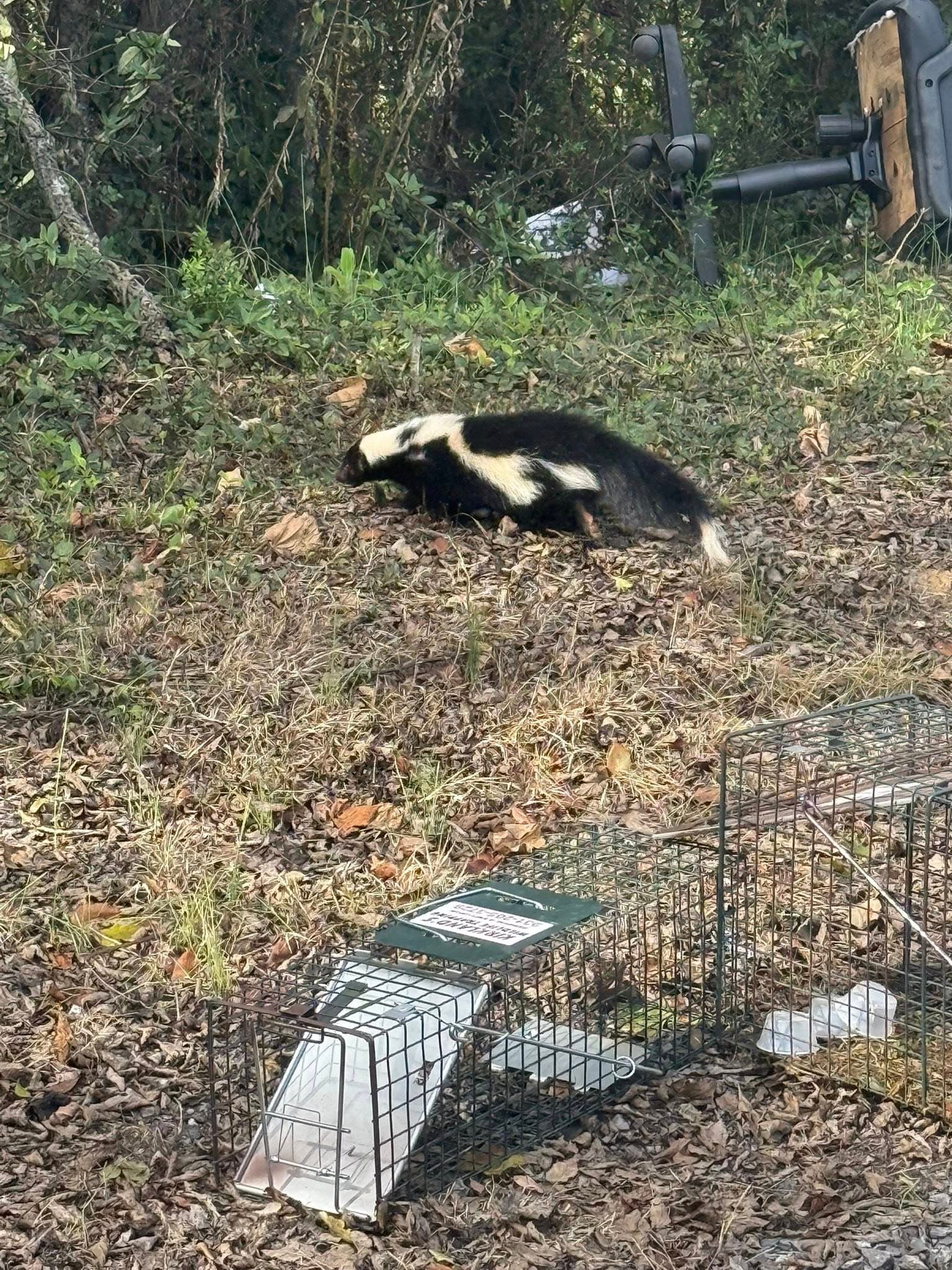 Skunk in natural habitat
